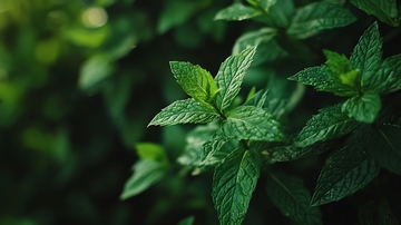 绿油油的薄荷叶特写