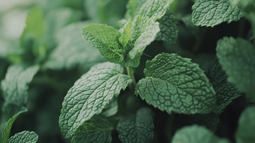 绿油油的薄荷叶特写