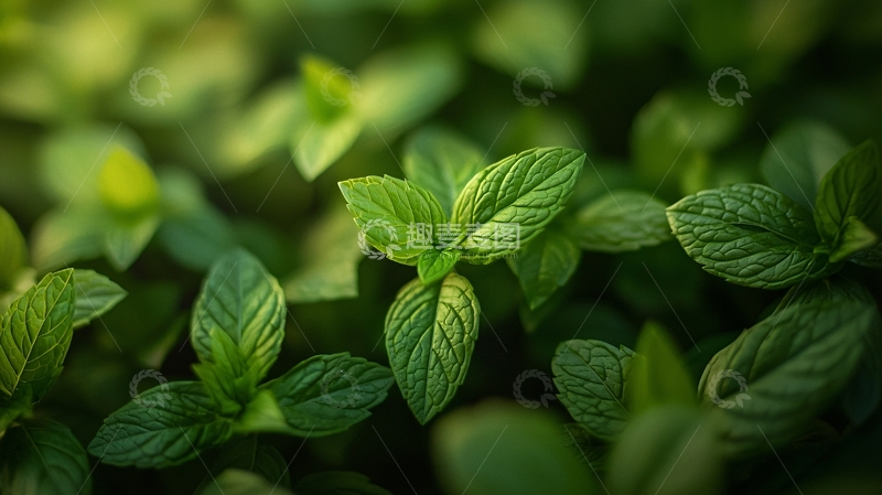 高清大图下载【趣麦麦图】绿油油的薄荷叶特写