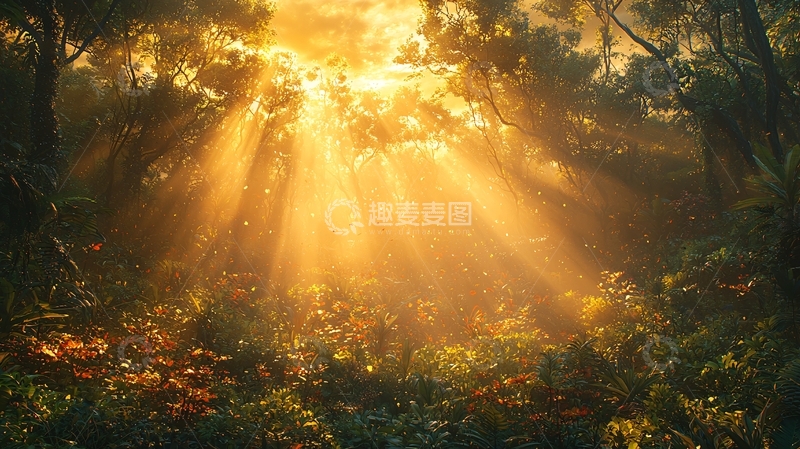 高清大图下载【趣麦麦图】森林阳光