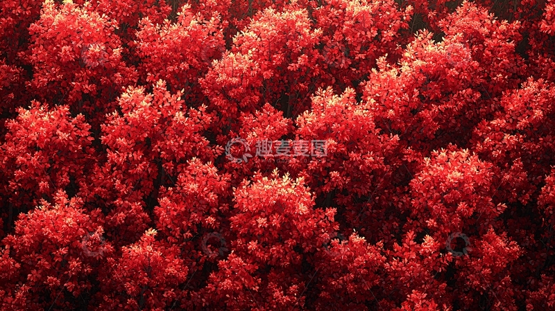 高清大图下载【趣麦麦图】红叶森林俯瞰图