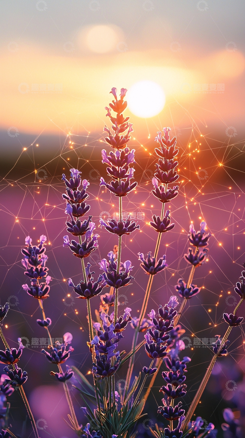 高清大图下载【趣麦麦图】落日余晖下的薰衣草田