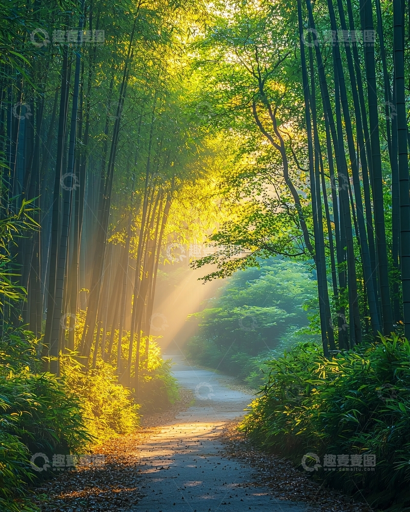 高清大图下载【趣麦麦图】阳光透过竹林小路