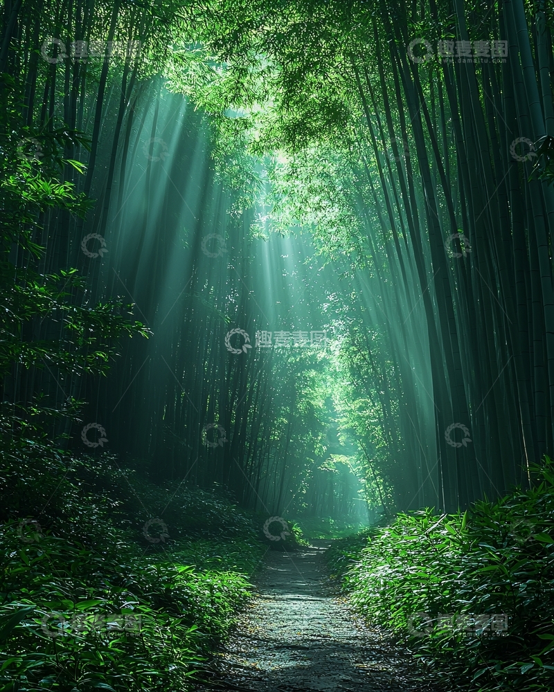 高清大图下载【趣麦麦图】阳光穿透竹林的小径
