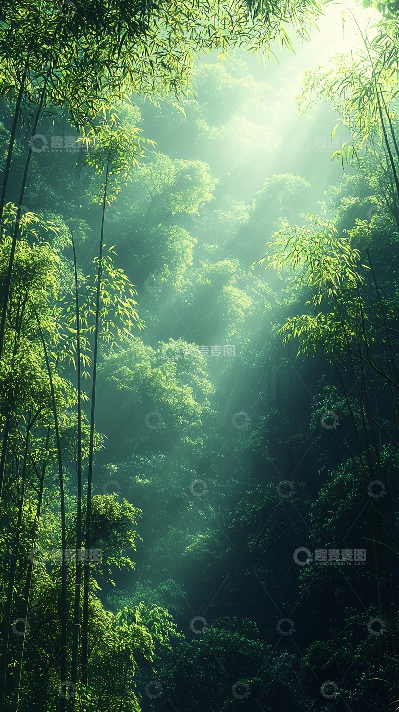 高清大图下载【趣麦麦图】阳光透过竹林