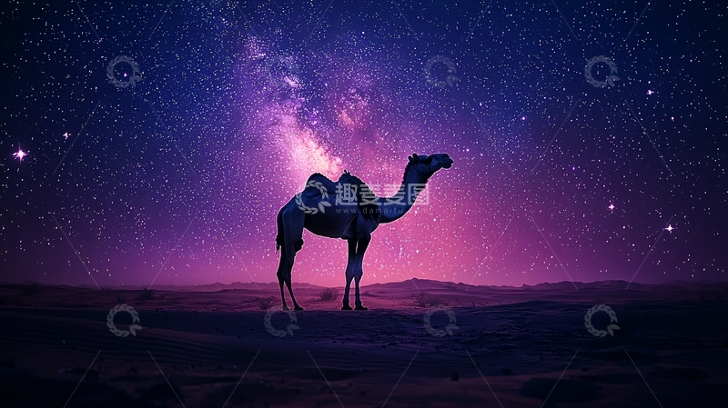 高清大图下载【趣麦麦图】沙漠星空下的骆驼