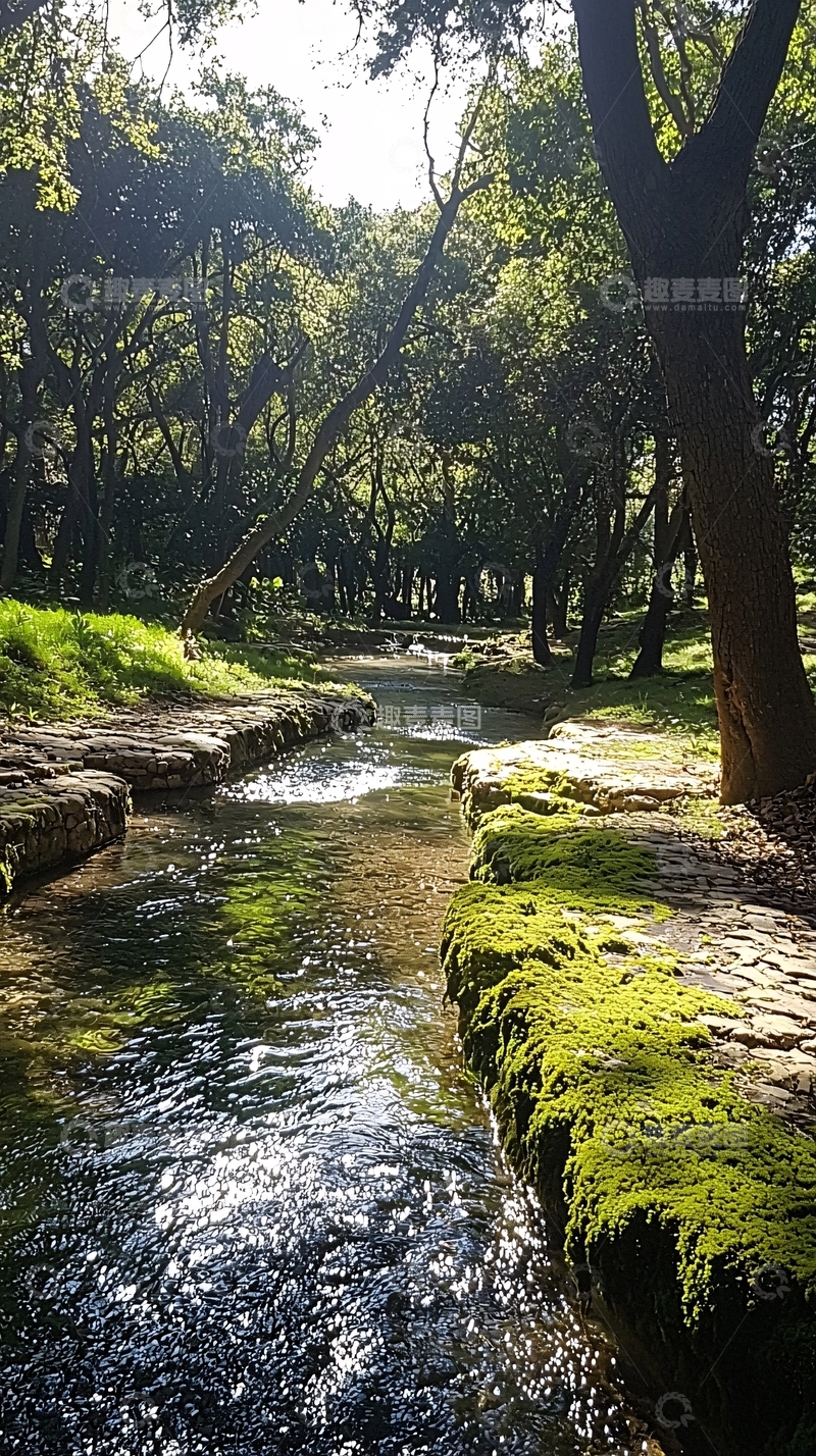 高清大图下载【趣麦麦图】绿树成荫的小溪