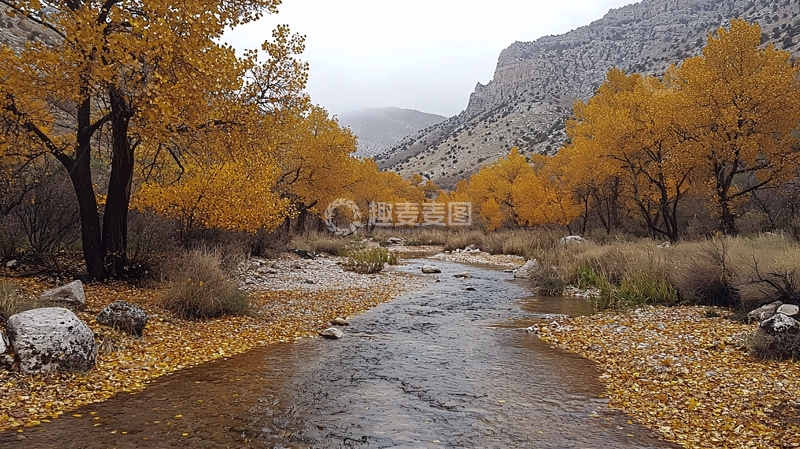 高清大图下载【趣麦麦图】秋日山谷溪流金黄树叶