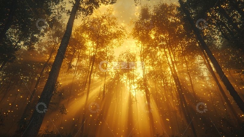 高清大图下载【趣麦麦图】森林日出