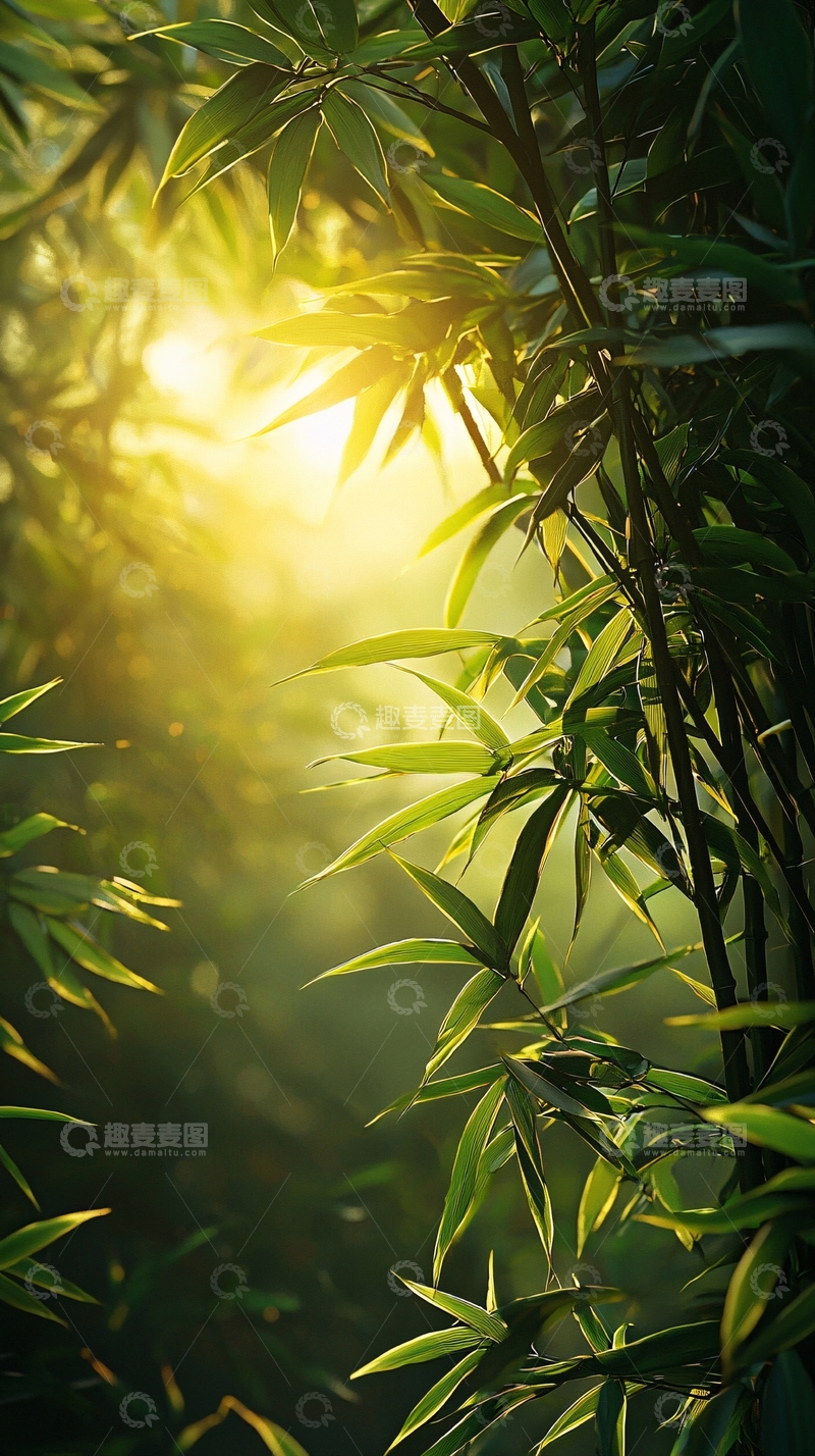 高清大图下载【趣麦麦图】翠竹林中阳光倾泻而下