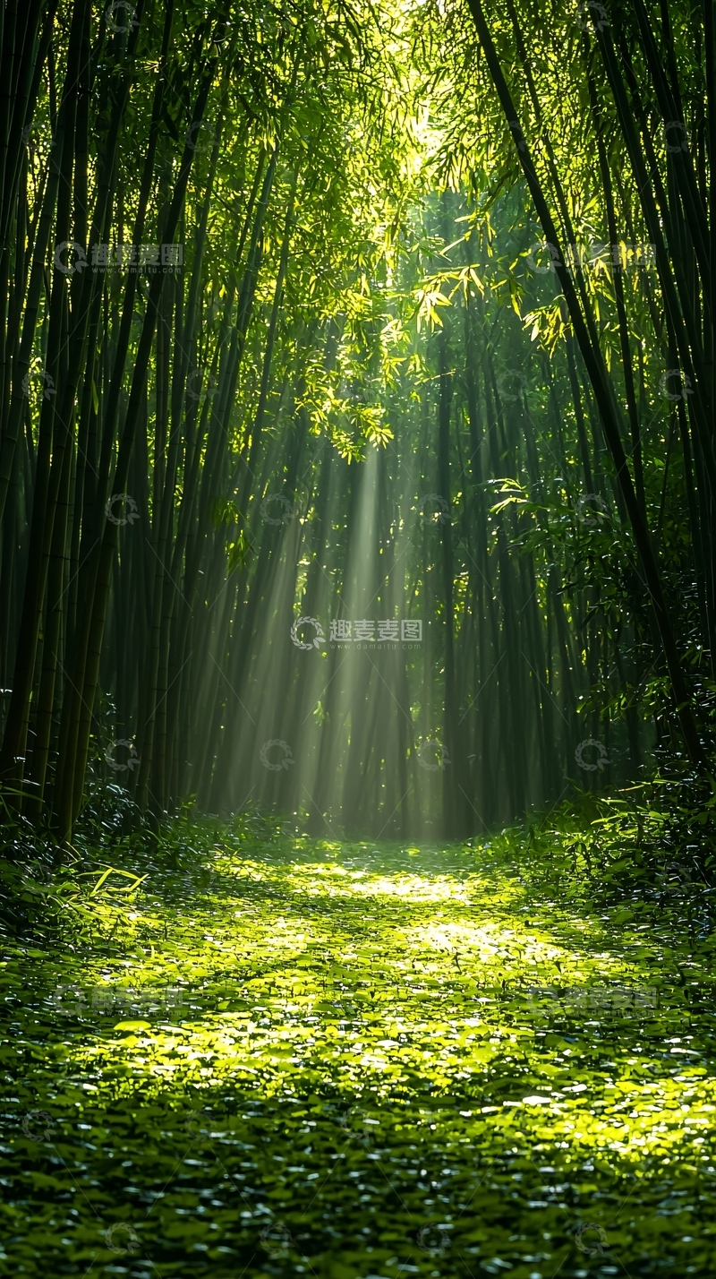 高清大图下载【趣麦麦图】森林阳光照射