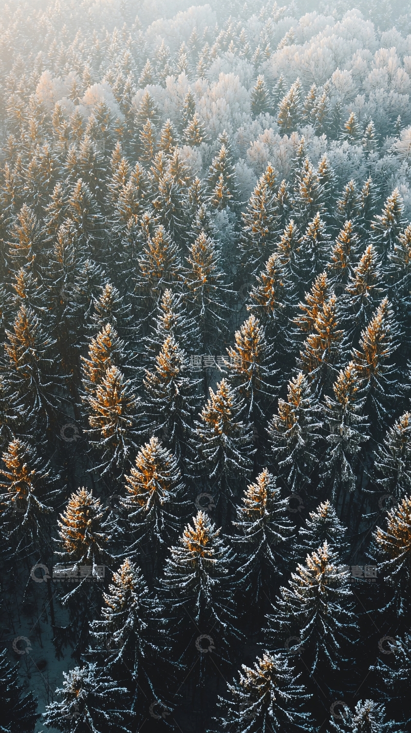 高清大图下载【趣麦麦图】覆盖白雪的针叶林