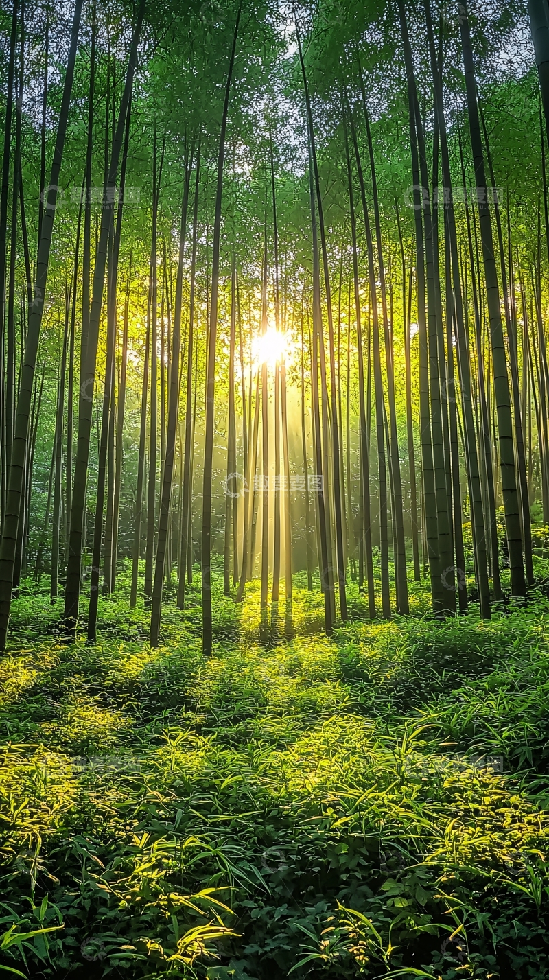 高清大图下载【趣麦麦图】阳光穿透竹林