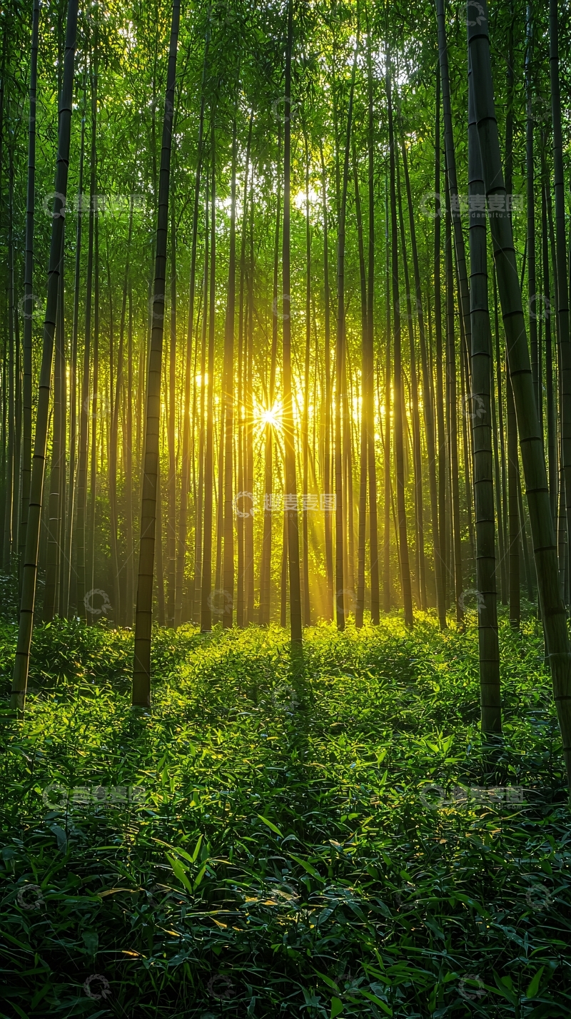 高清大图下载【趣麦麦图】阳光穿过茂密的竹林