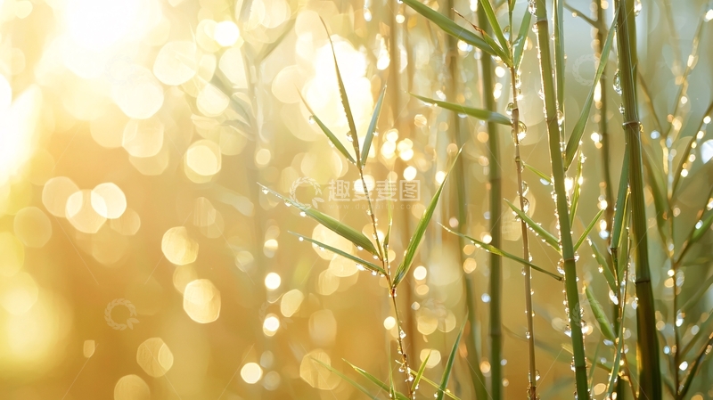 高清大图下载【趣麦麦图】阳光透过竹林