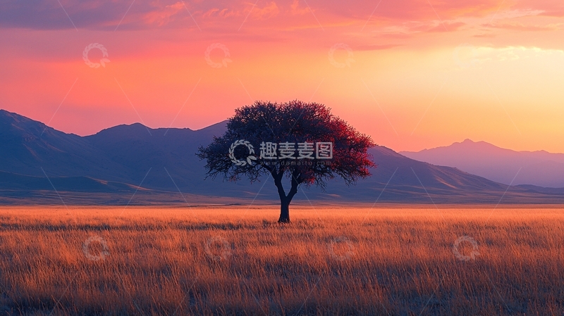 高清大图下载【趣麦麦图】夕阳下孤单的树
