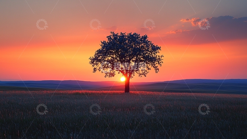 高清大图下载【趣麦麦图】夕阳下孤独的树