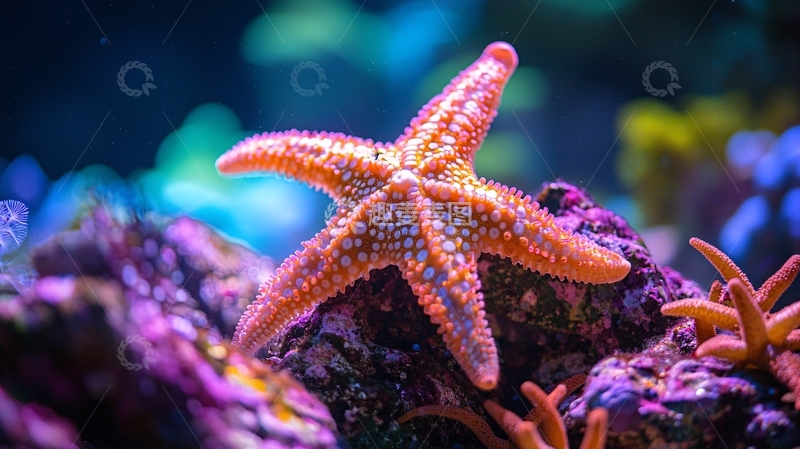 高清大图下载【趣麦麦图】橙色海星在水族箱中