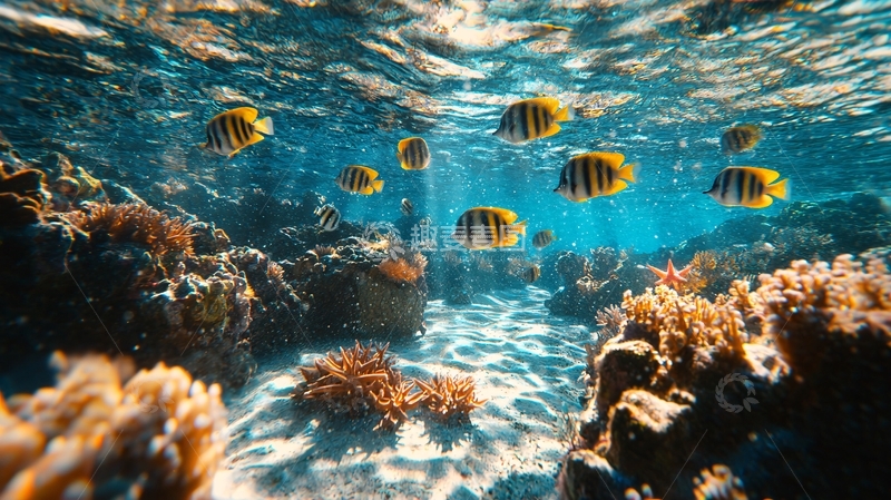 高清大图下载【趣麦麦图】阳光下的珊瑚礁鱼群