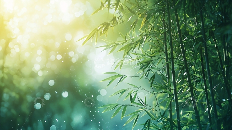 高清大图下载【趣麦麦图】阳光洒在翠竹林