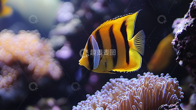 高清大图下载【趣麦麦图】橙色黑色条纹神仙鱼