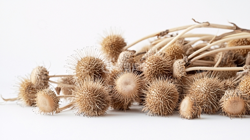高清大图下载【趣麦麦图】干燥植物
