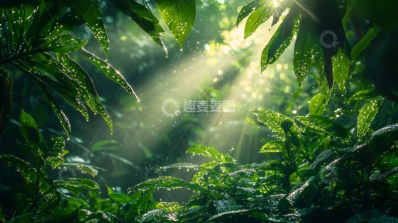 高清大图下载【趣麦麦图】热带雨林阳光透过树叶