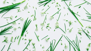 白色背景上的韭菜花