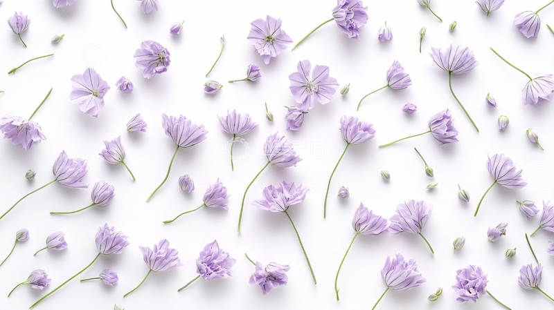 高清大图下载【趣麦麦图】白色背景紫色小花铺满画面