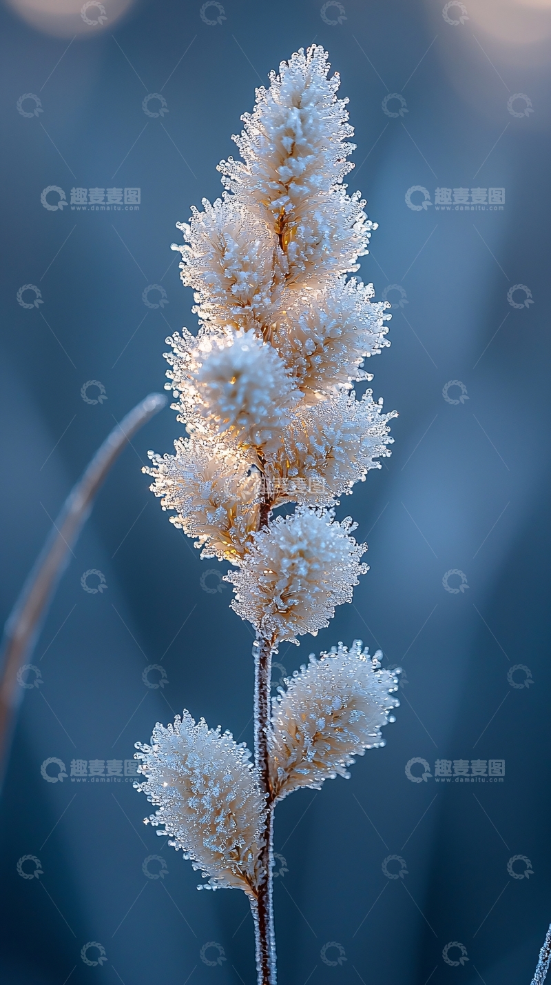 高清大图下载【趣麦麦图】霜冻的植物