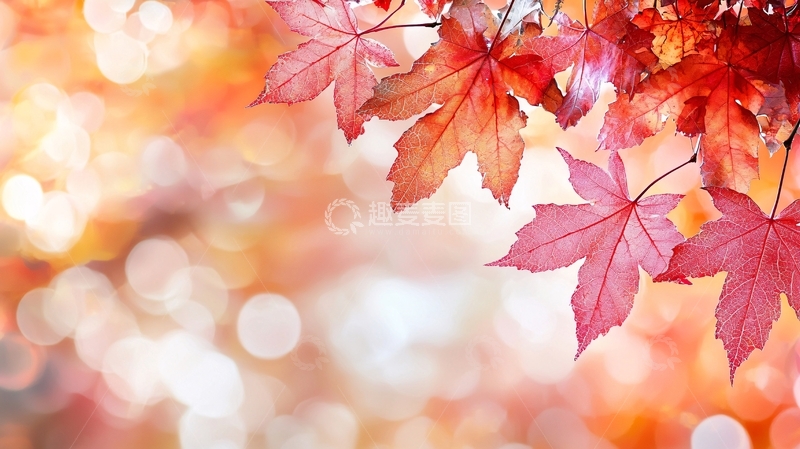 高清大图下载【趣麦麦图】红枫叶