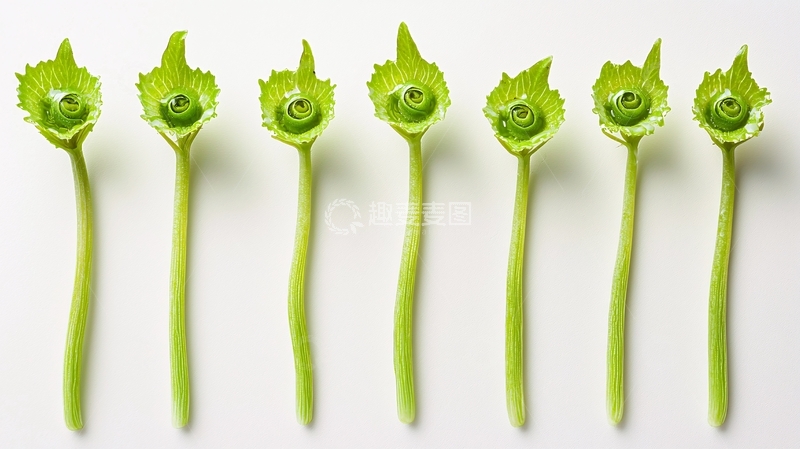 高清大图下载【趣麦麦图】七个绿色花朵勺子