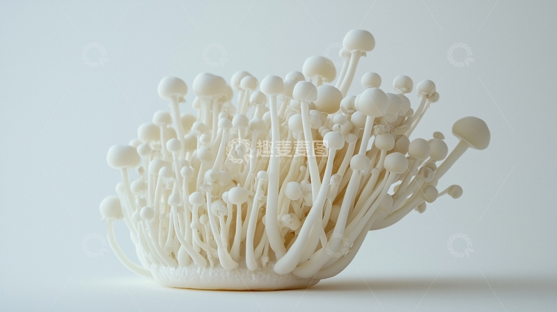 高清大图下载【趣麦麦图】白色真菌簇