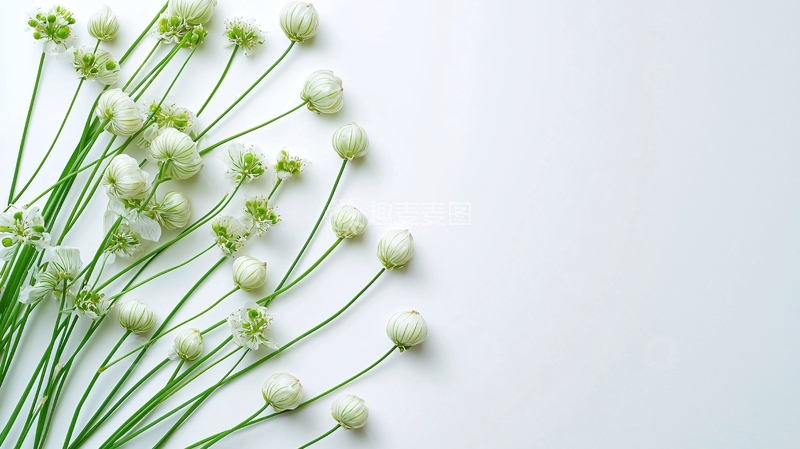 高清大图下载【趣麦麦图】白色小花