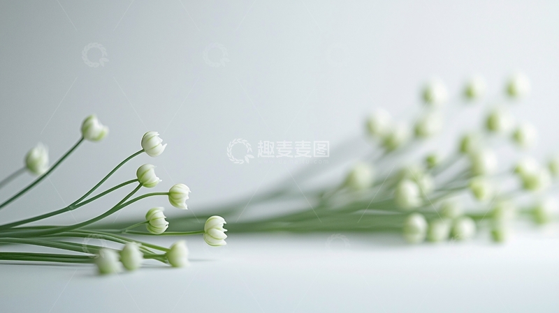 高清大图下载【趣麦麦图】清新淡雅小白花