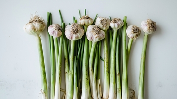 新鲜蒜苗和蒜头