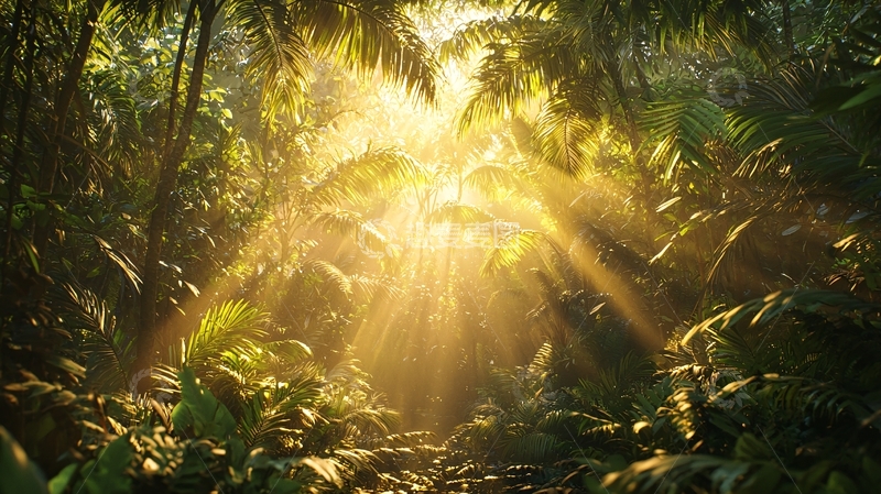 高清大图下载【趣麦麦图】热带雨林阳光穿透树叶