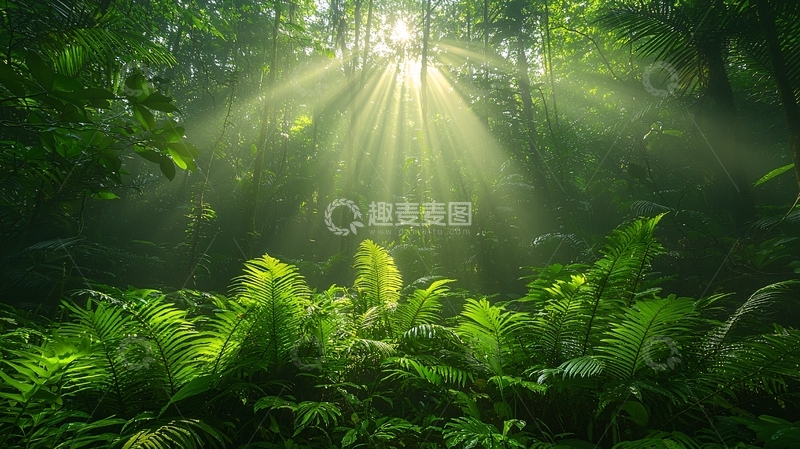 高清大图下载【趣麦麦图】阳光透过树林