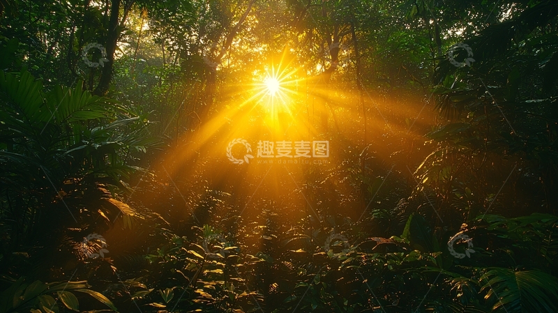 高清大图下载【趣麦麦图】热带雨林阳光穿透