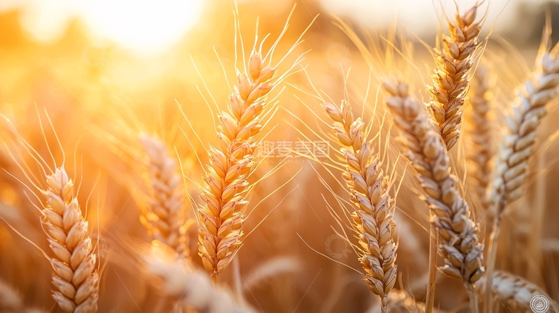高清大图下载【趣麦麦图】金色麦田日落