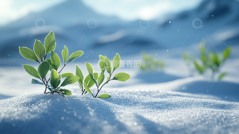 高清大图下载【趣麦麦图】雪地里的绿色植物