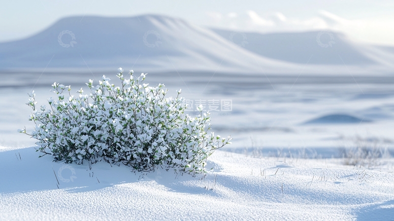 高清大图下载【趣麦麦图】雪地里的植物