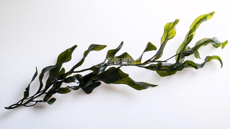 高清大图下载【趣麦麦图】新鲜海藻特写