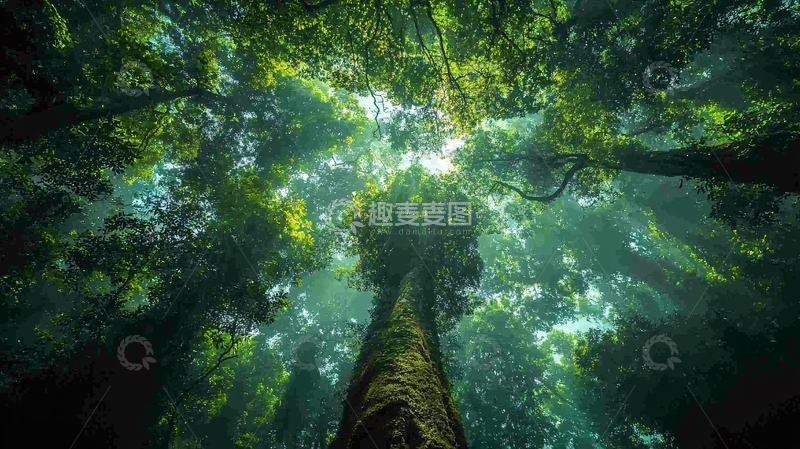 高清大图下载【趣麦麦图】仰视茂密雨林树冠