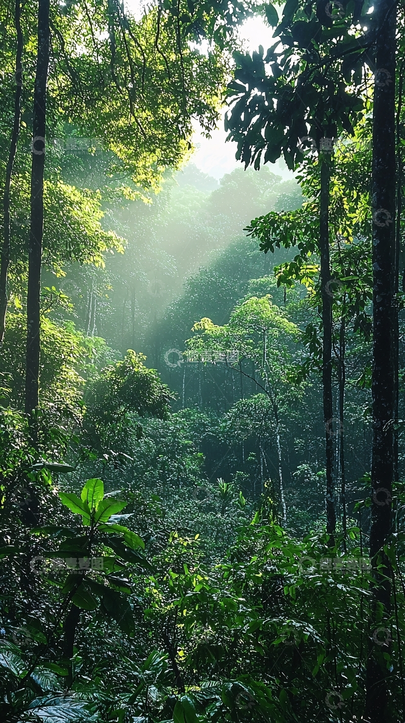 高清大图下载【趣麦麦图】阳光透过树林