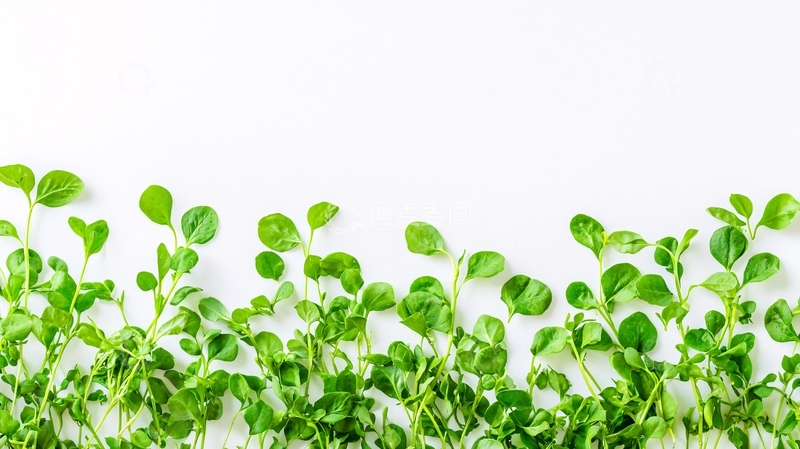 高清大图下载【趣麦麦图】绿色植物白底边框