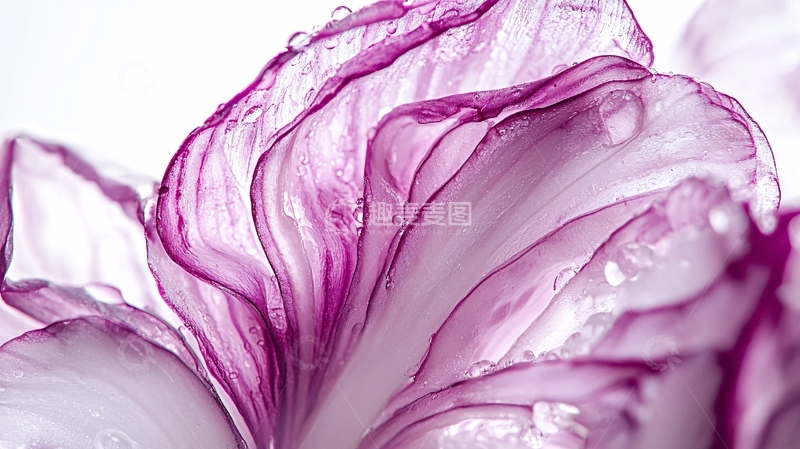 高清大图下载【趣麦麦图】紫色花瓣特写