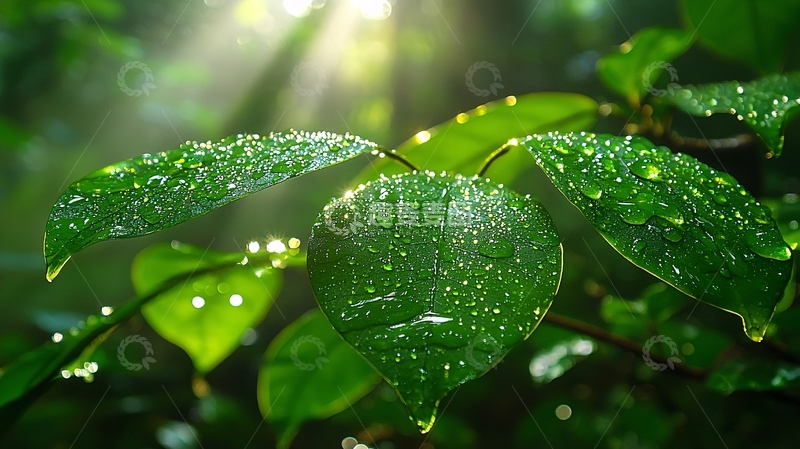高清大图下载【趣麦麦图】清晨阳光下的绿叶