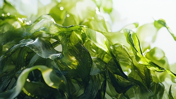 新鲜翠绿的海藻特写