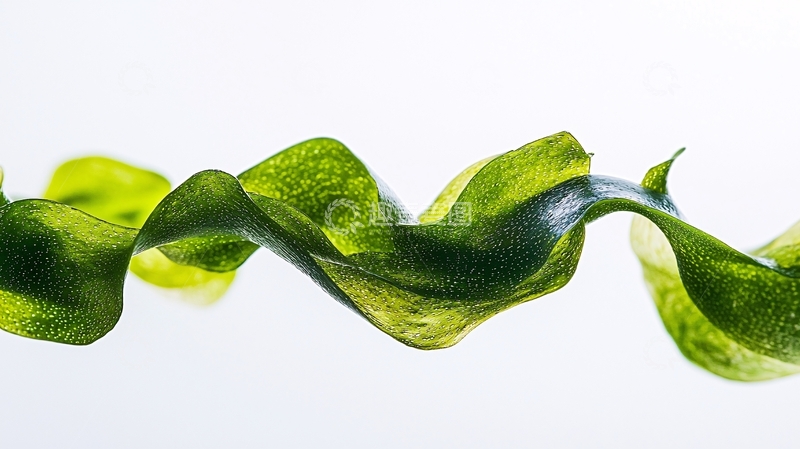 高清大图下载【趣麦麦图】绿叶飘逸灵动曲线